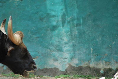 Close-up of cow