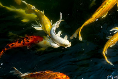 Close-up of koi fish in sea