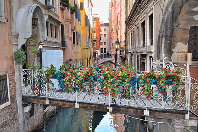 Potted plants by canal and buildings in city