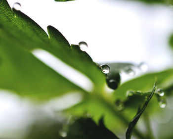 Close-up of water drops on leaf