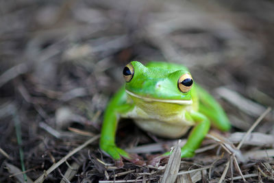 Close-up portrait of green frog on field