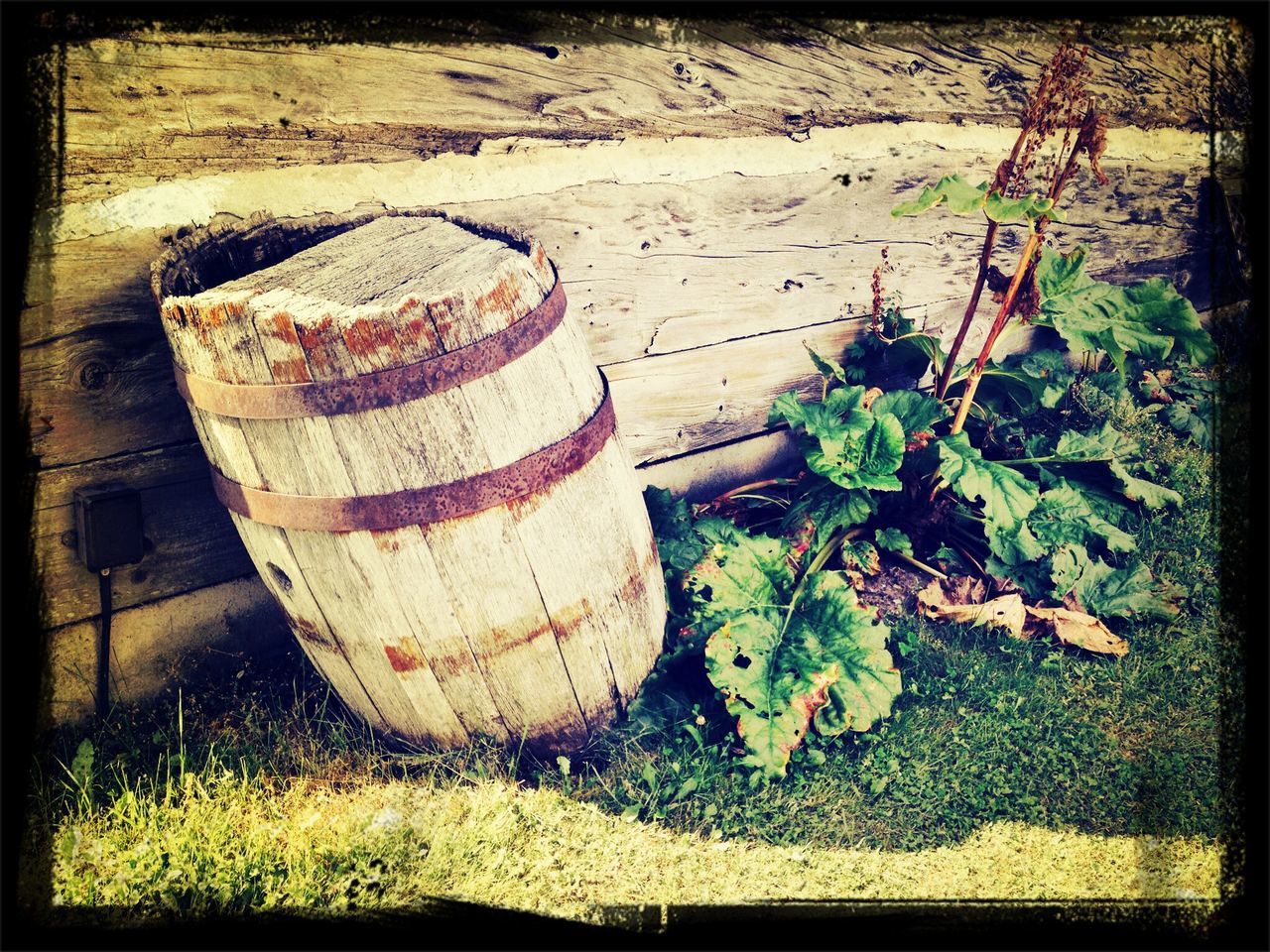 transfer print, auto post production filter, plant, abandoned, high angle view, sunlight, wall - building feature, growth, old, outdoors, day, wood - material, shadow, no people, damaged, nature, grass, weathered, deterioration, sand