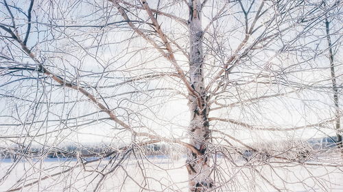 Close-up of frozen bare tree against sky