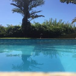 Swimming pool by trees against clear blue sky