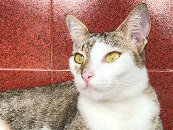 Close-up portrait of a cat