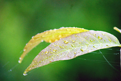 Close-up of raindrops on leaves