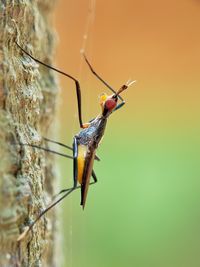 Close-up of insect