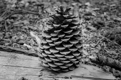 Close-up of pine cones on field