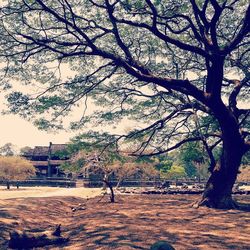 Bare trees on landscape