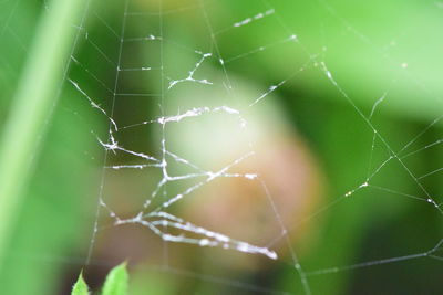 Close-up of spider on web