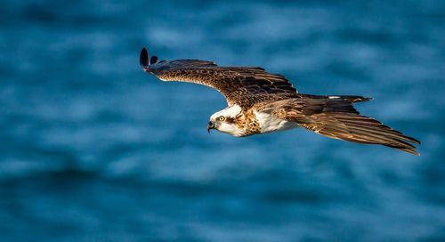 Osprey flying over sea