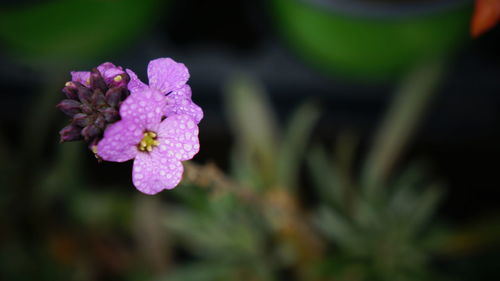 Close-up of flower blooming outdoors