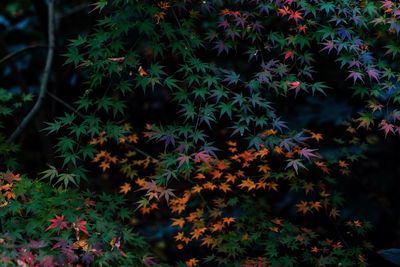 Close-up of flowering plants and trees