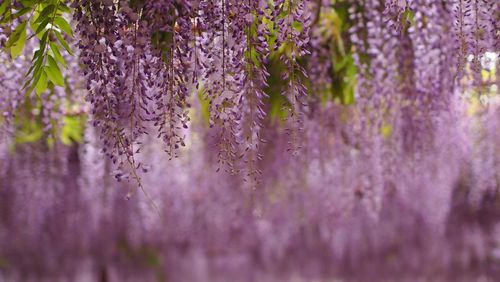 Close-up of purple flowers blooming outdoors