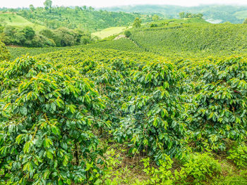 Scenic view of agricultural field