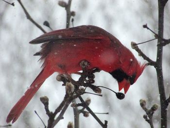 Close-up of butterfly perching on red