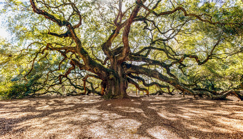 Trees in forest