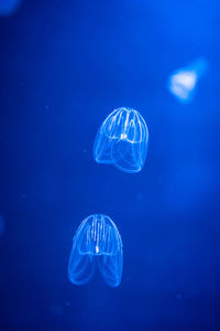 Jellyfish swimming in sea