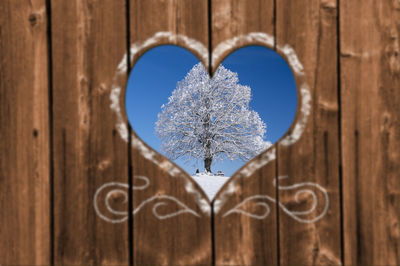 Close-up of frozen plant against wooden fence