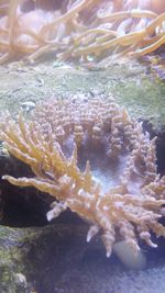 Close-up of coral in sea