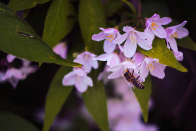 Close-up of bee pollinating flower