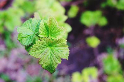 Close-up of green leaves