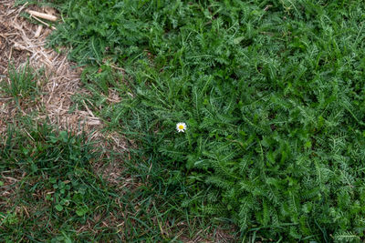 High angle view of flowers on field