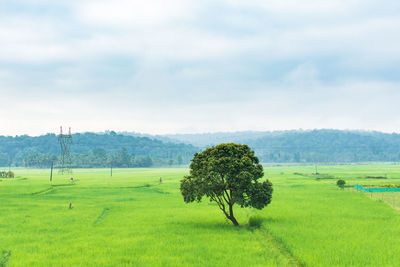 Scenic view of field against sky