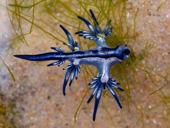 Blue dragon, glaucus atlanticus, blue sea slug