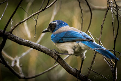 Close-up of bird perching on tree