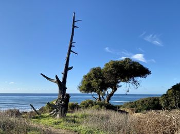 Tree by sea against sky