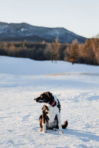 Two dogs on snow covered field against sky