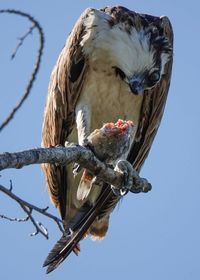 Low angle view of eagle perching on branch