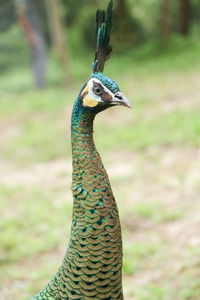 Close-up of peacock