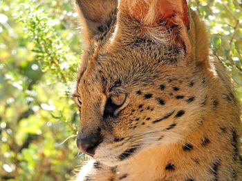 Close-up of a cat