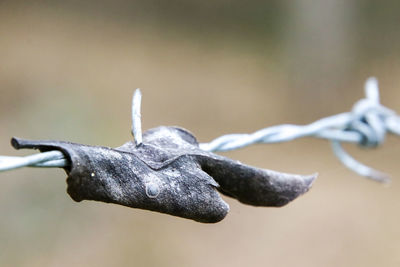 Close-up of barbed wire on metal fence