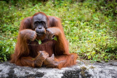 Portrait of orangutan sitting on rock against plants