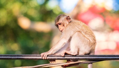 Close-up of monkey sitting on railing
