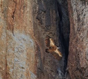 Close-up of eagle