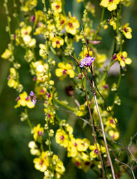 Close-up of purple flowering plant