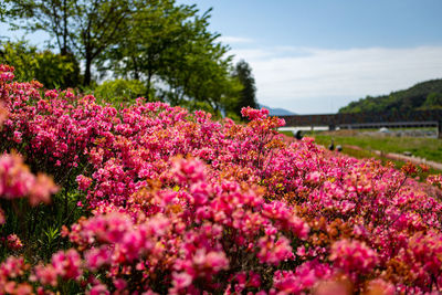 Close-up of pink flowering plants on field against sky