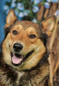 Close-up portrait of dog