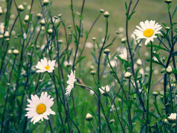 Close-up of white daisy flowers on field