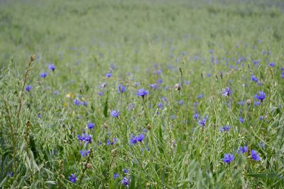 Close-up of purple crocus flowers on field