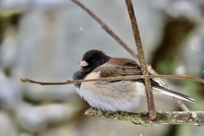 Close-up of bird perching on branch