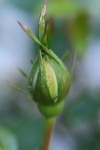 Close-up of plant