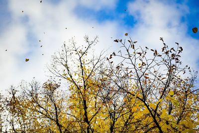 Low angle view of tree against sky