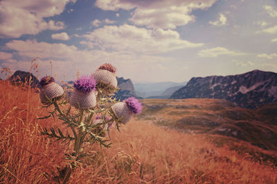 Close-up of thistle on field against sky