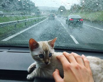Portrait of wet cat on window during rainy season