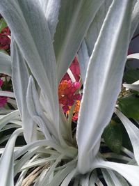 Close-up of flower blooming outdoors